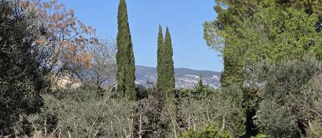 Un paisaje con altos cipreses, diversos arbustos y un cielo azul despejado.