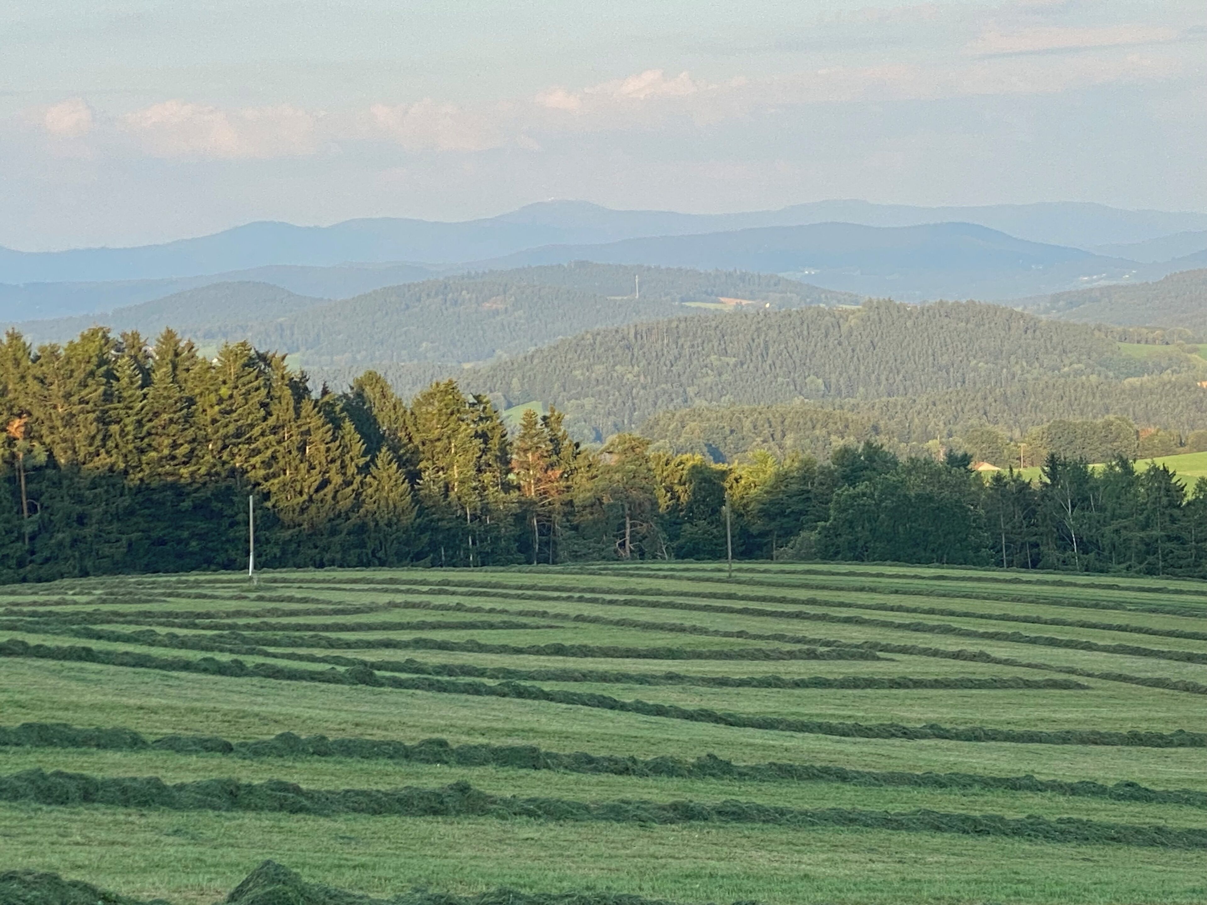 A vast green field with a distant mountain range and a forested area.