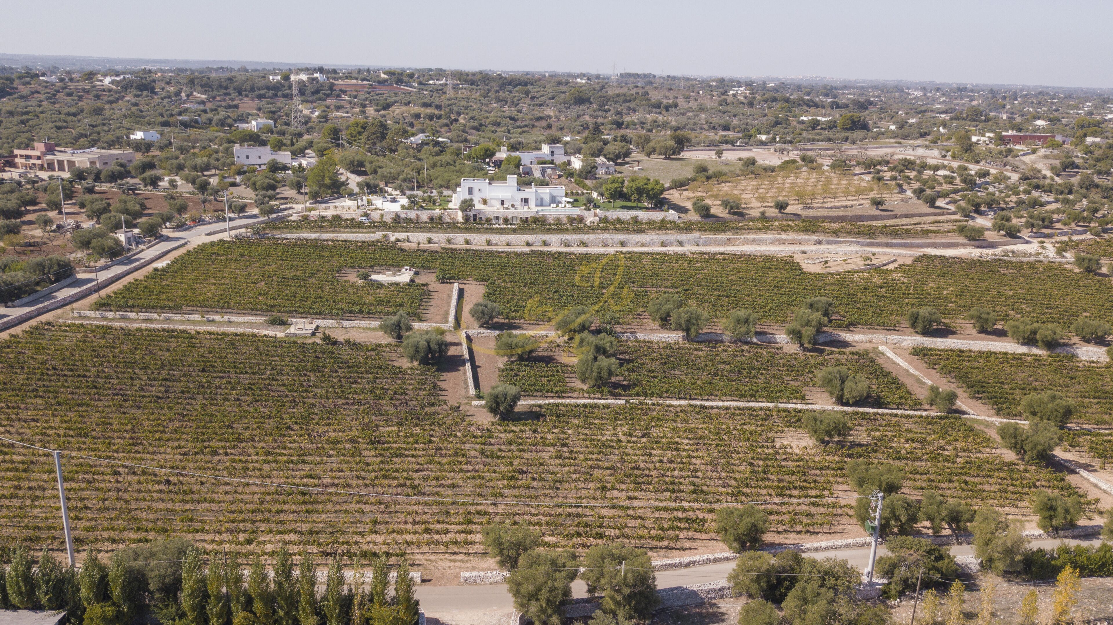 An aerial view of a vineyard with rows of grapevines, a white building, and surrounding greenery.