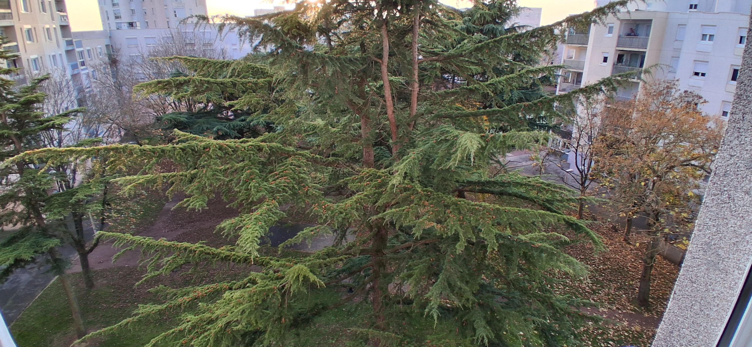 Vista de un alto árbol de hoja perenne en un entorno urbano, con edificios al fondo.
