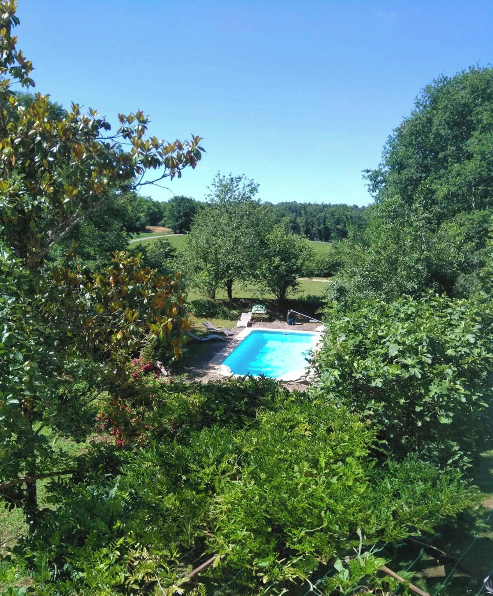 Una piscina rodeada de abundante vegetación y árboles.
