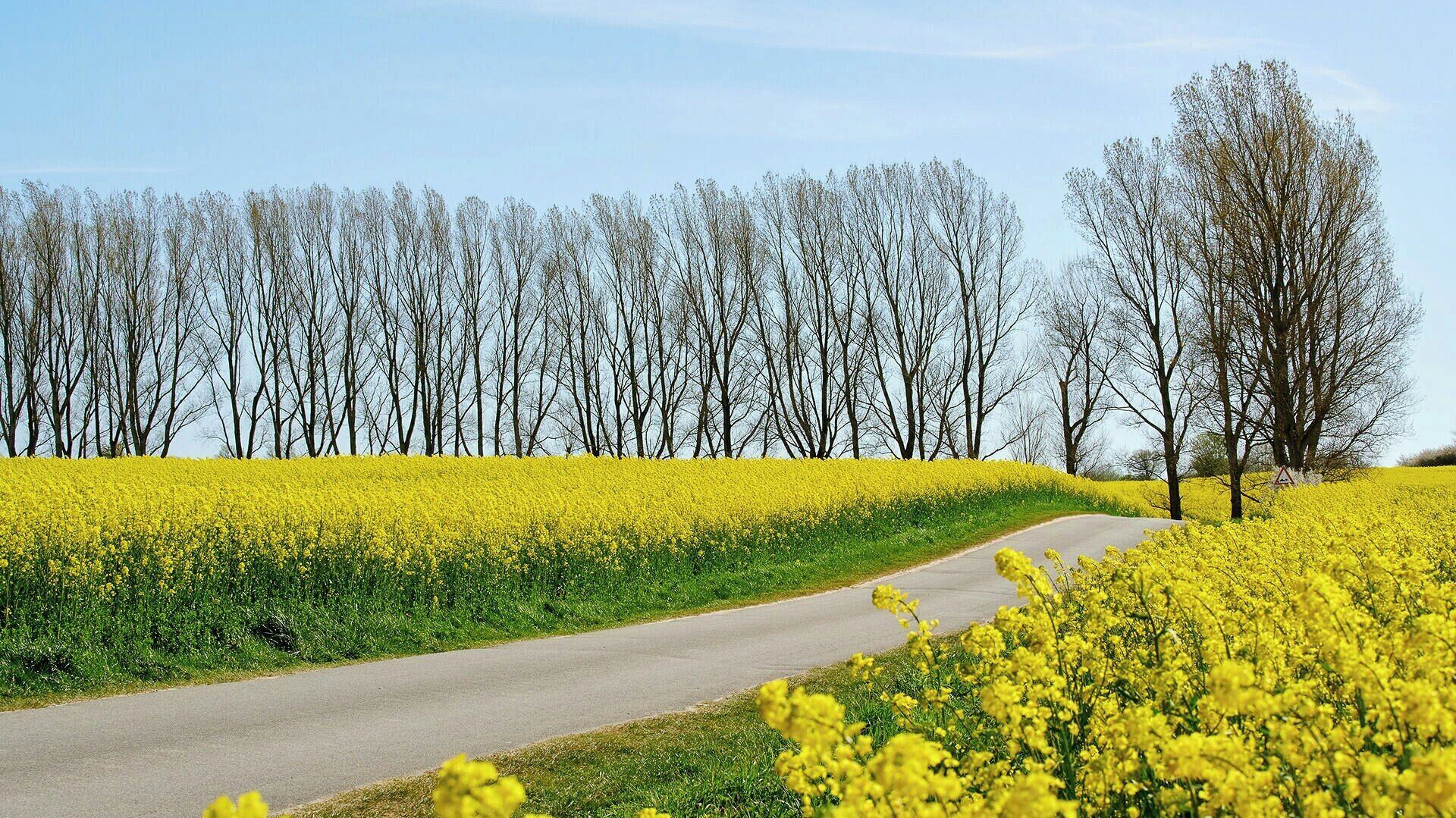 Un camí rural serpegen per un camp de flors grogues, amb arbres al fons.