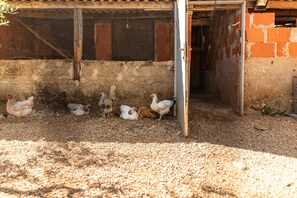 Property grounds - Villa Flora Zadar Villas (Benkovac)