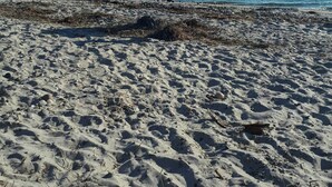 A sandy beach with visible footprints and seaweed, leading to a calm sea under a clear sky.
