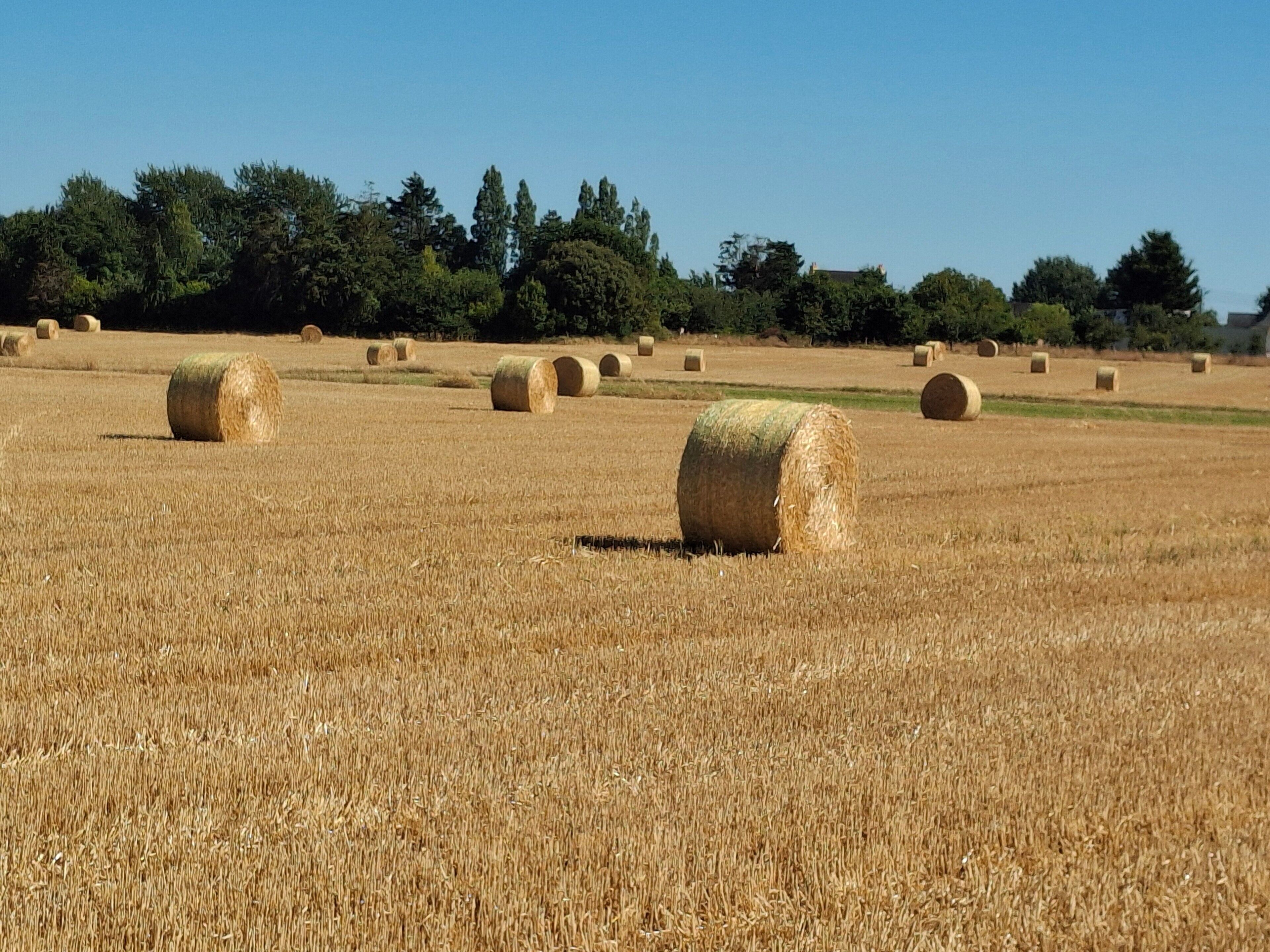 Un campo con balle di fieno e cielo sereno.