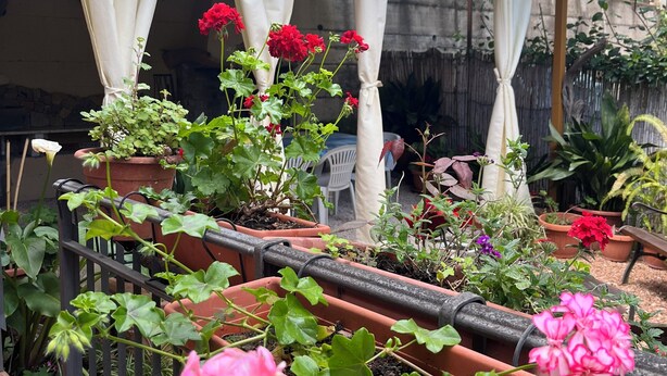 Ein Garten mit Topfpflanzen und einer Pergola mit weißen Vorhängen.