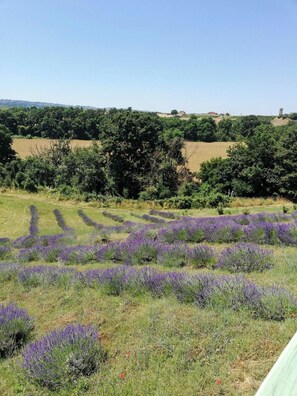 Property grounds - Estate with full spa in Valle del Treja (Mazzano Romano)