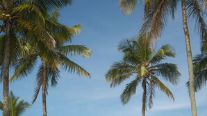 Un área de piscina con palmeras, un mirador de madera y vista al océano.