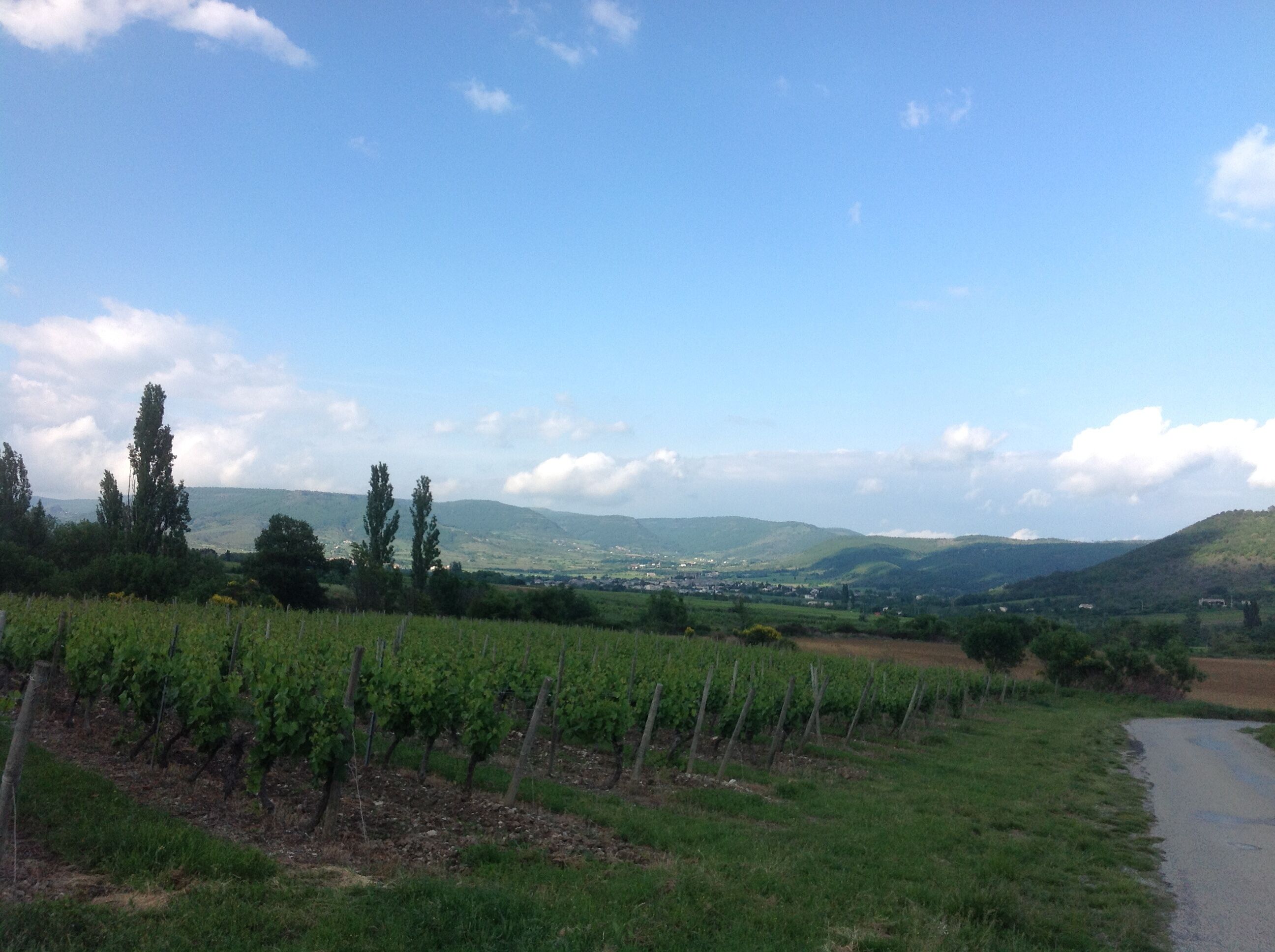 Viñedos con hileras de vides, un camino y colinas al fondo.
