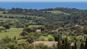 Paisaje de viñedos con campos en terrazas, árboles y edificios.
