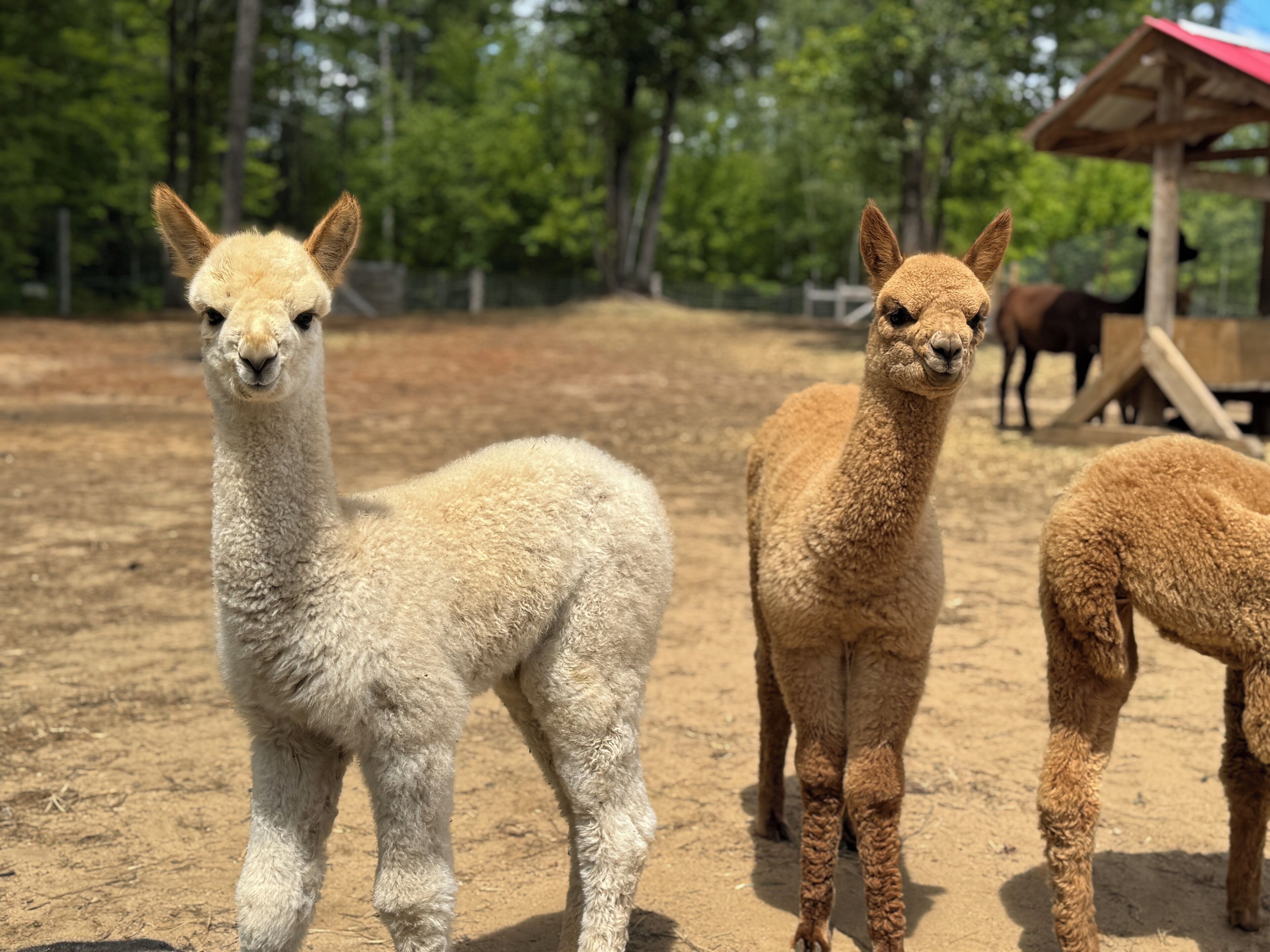 Un enclos pour lamas avec un sol en terre et un abri en bois en arrière-plan.
