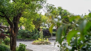 Un sendero en un jardín con diversas plantas y árboles.