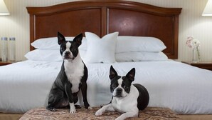 Two dogs on a bed with a wooden headboard, white pillows, and a floral vase on a nightstand.