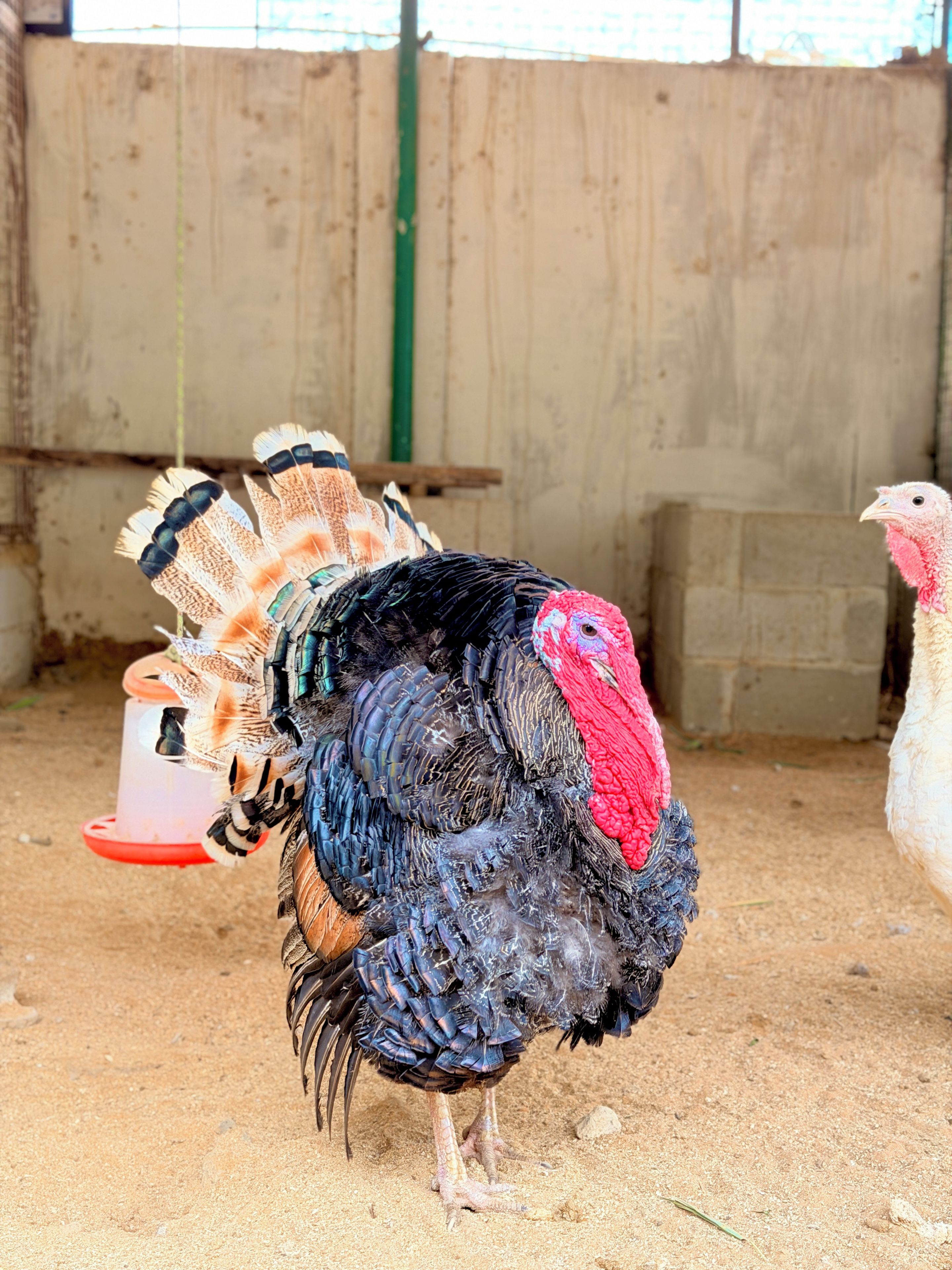 Un pavo con cabeza roja y plumas negras dentro de un corral con pared de hormigón y un comedero.