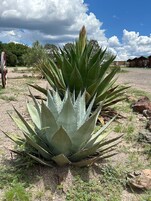 Área da propriedade