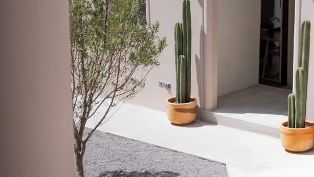 Um pátio com uma árvore pequena, dois cactos em vasos e a entrada de um edifício.