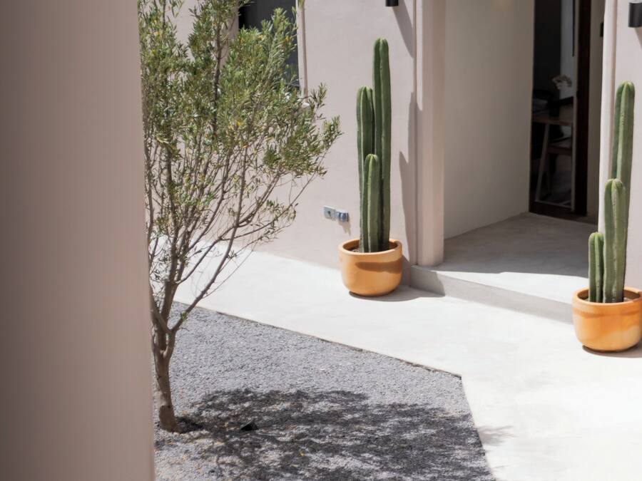 A courtyard with a small tree, two potted cacti, and a building entrance.
