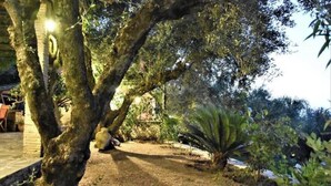 Un giardino con un albero grande, una pianta in vaso e un muro in mattoni.