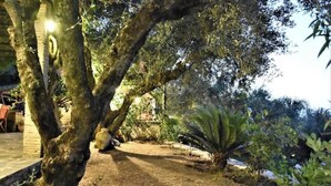 A garden with a large tree, a pathway, and potted plants. - Sweet Studio with Amazing Sea View (Zakynthos)