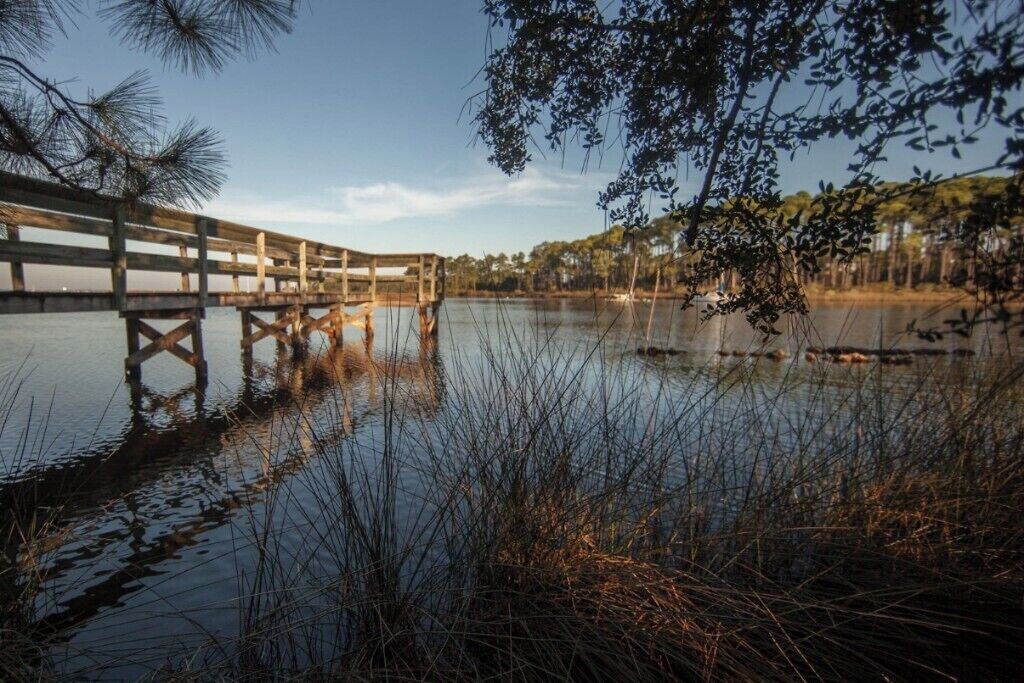 A wooden pier extending over calm water, surrounded by tall grasses and trees.