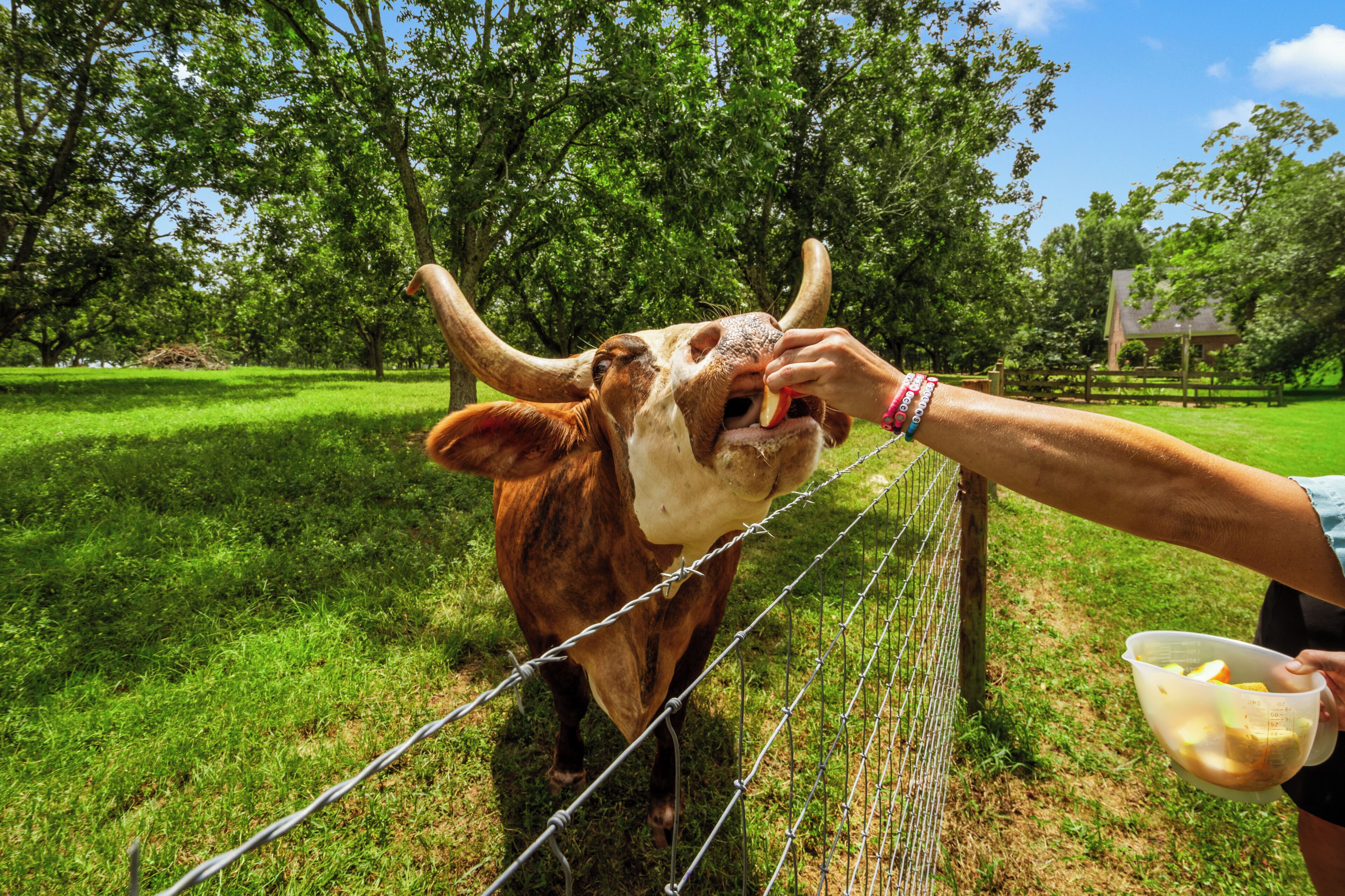 Una persona alimentando a una vaca a través de una cerca en un campo con árboles al fondo.