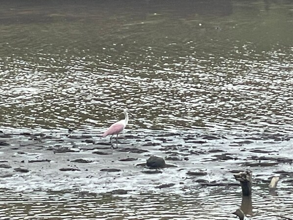 Un oiseau perché sur une surface rocheuse, près de l’eau.