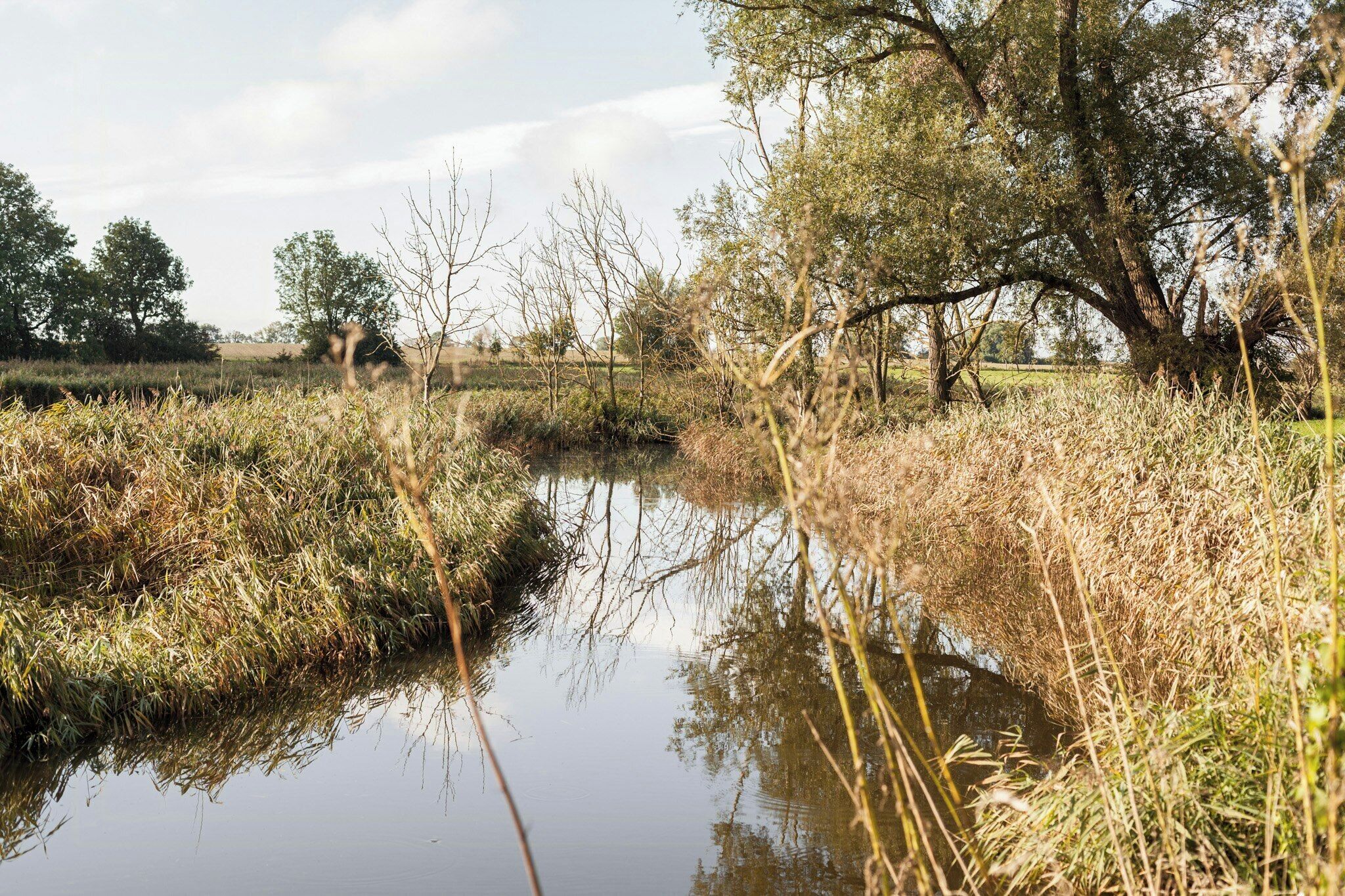 Stille vandområde omgivet af naturlig vegetation og træer.