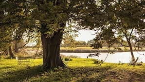 Un parc avec un grand arbre, un banc et une étendue d’eau.