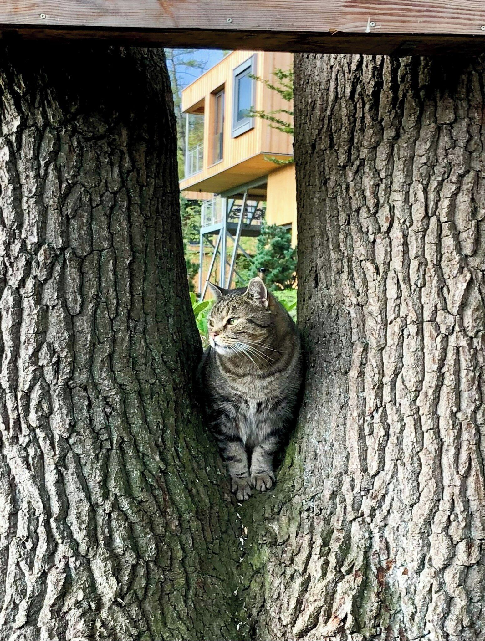 Un gato en un árbol con un edificio al fondo.
