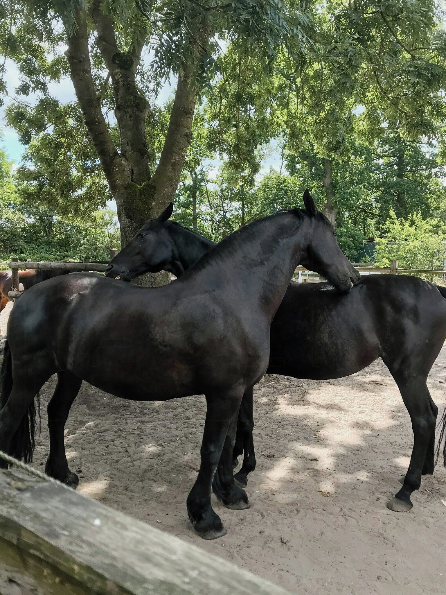 A stable with three horses, surrounded by trees and a wooden fence.