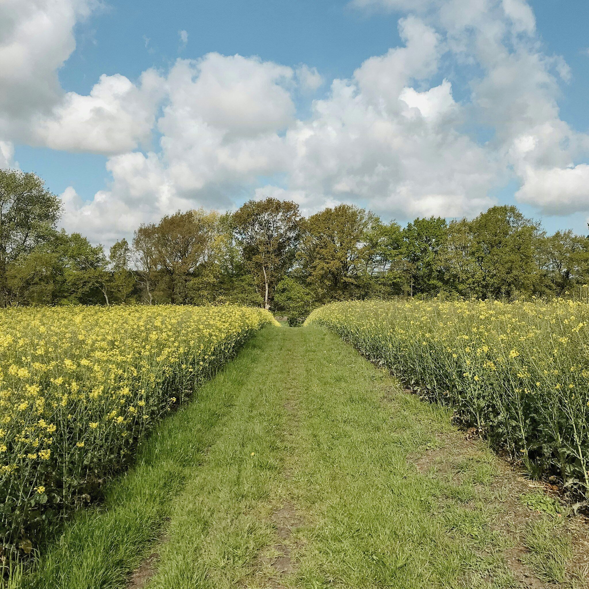 Ein Pfad durch ein Feld gelber Blumen, der zu einer Baumreihe führt.