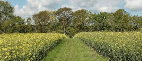 Ein Pfad durch ein Feld gelber Blumen, der zu einer Baumreihe führt.