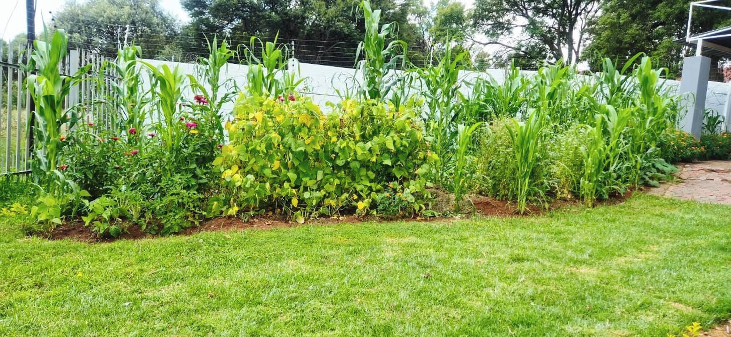 A garden with various plants and a brick path.