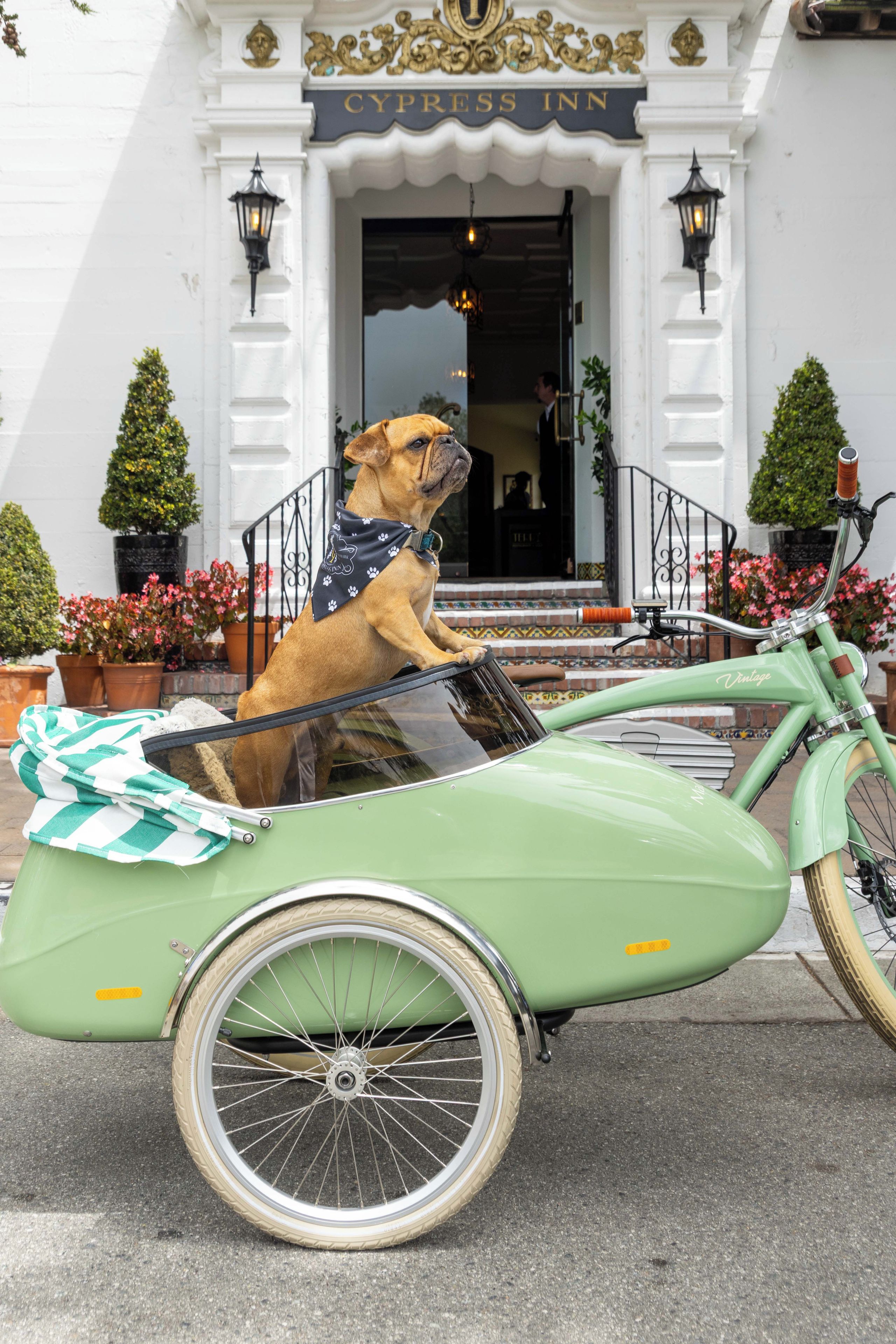 A dog in a vintage-style green bicycle cart parked in front of a building with a sign reading 'Cypress Inn.'