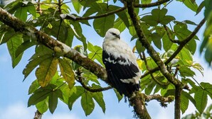 Un pájaro posado en una rama de árbol con hojas verdes.