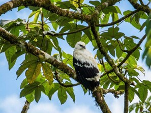 Un oiseau était perché sur une branche d’arbre aux feuilles vertes.