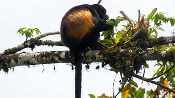 Un mono sobre una rama de árbol.