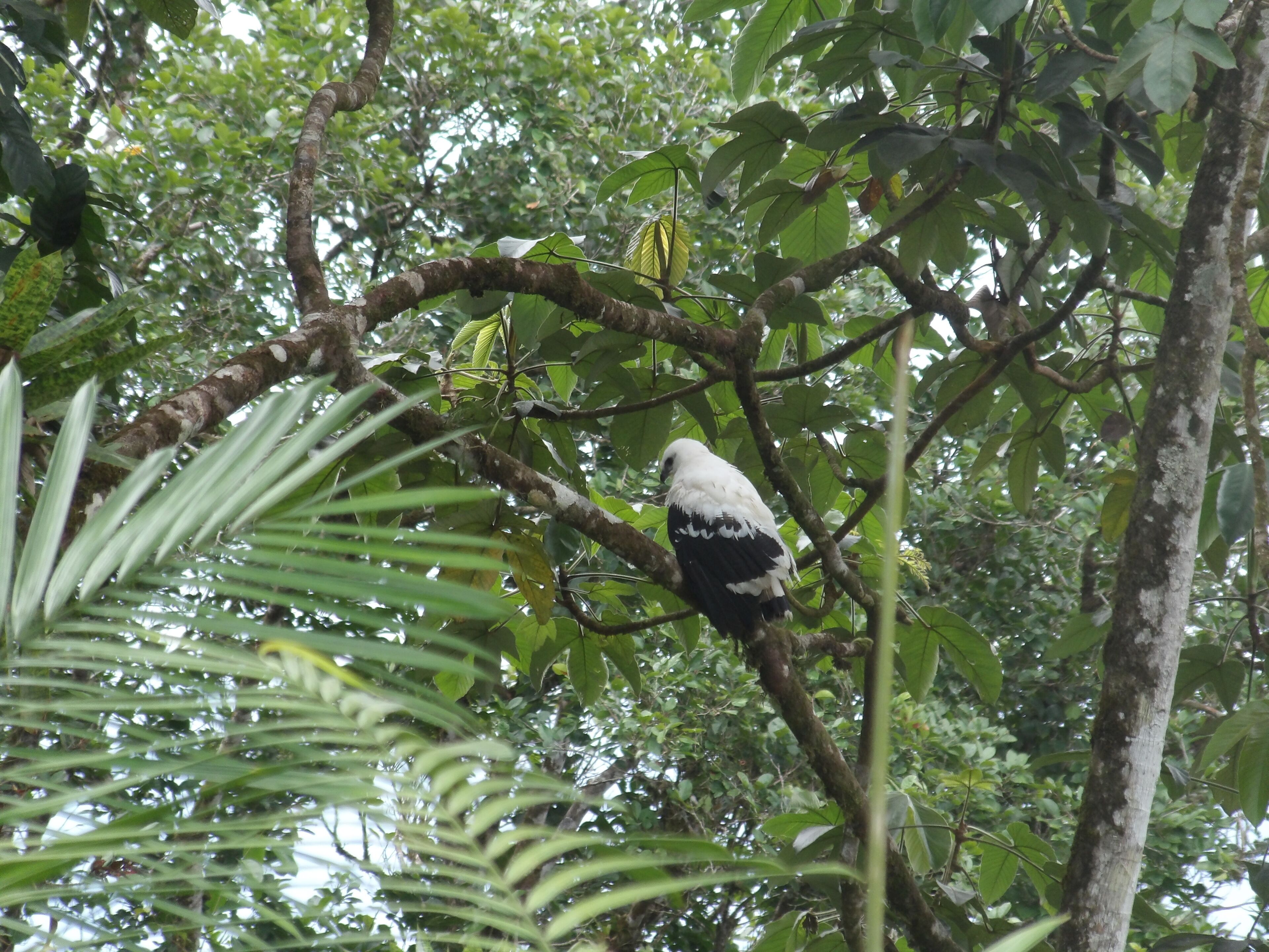 A bird perched on a tree branch surrounded by dense foliage.