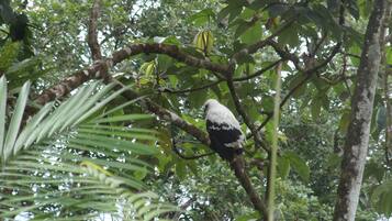 A bird perched on a tree branch surrounded by dense foliage.