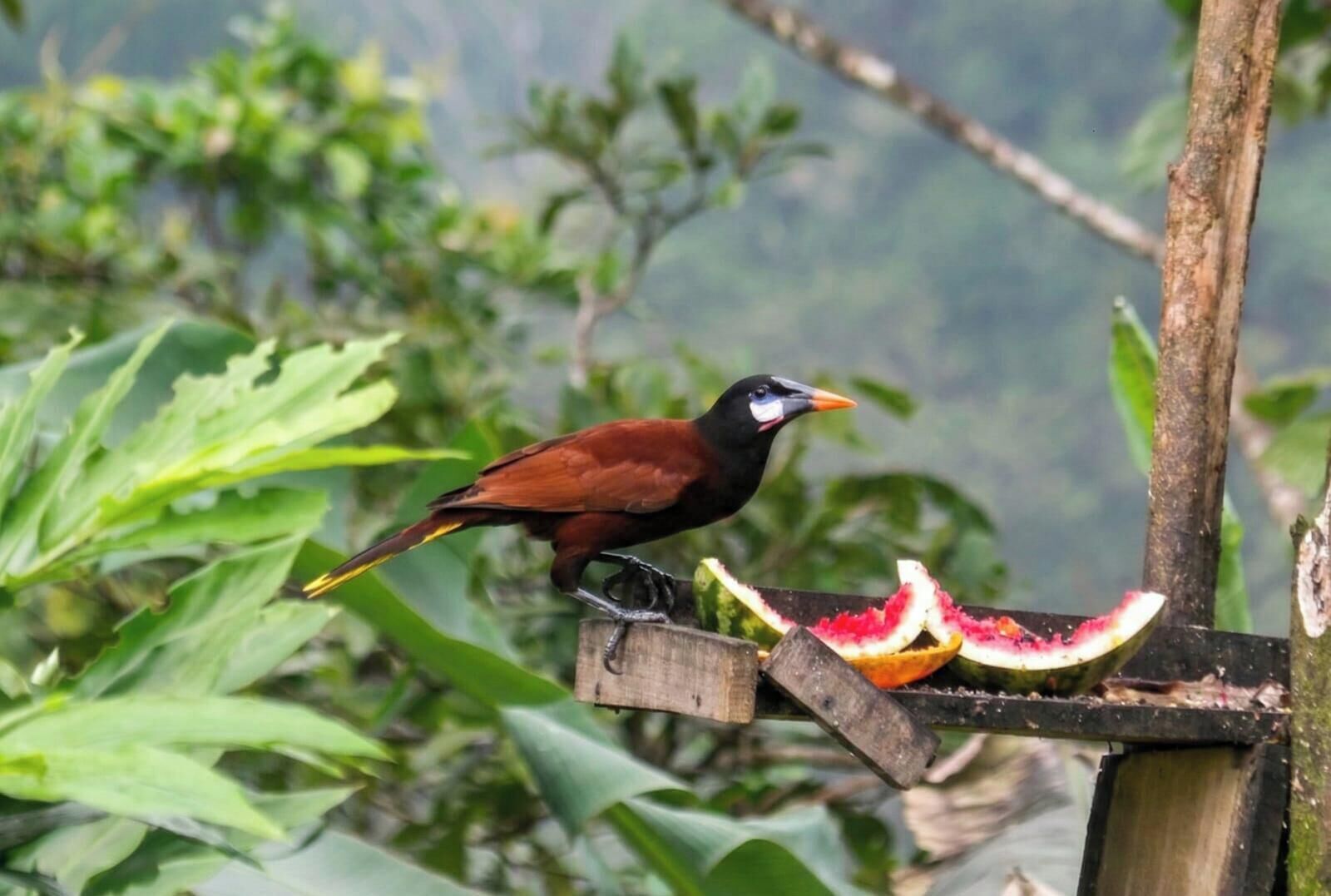A bird perched on a wooden structure with a slice of watermelon nearby.