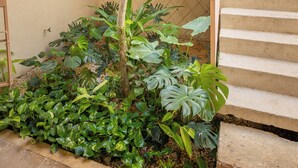 A staircase with a concrete wall and a plant area. - La Gaviota, double room at Casa Sofia Centro, Vive Merida! (Mérida)