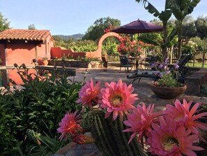 Eine Terrassenfläche mit einem Kaktus, Topfpflanzen und einem Tisch mit Stühlen.