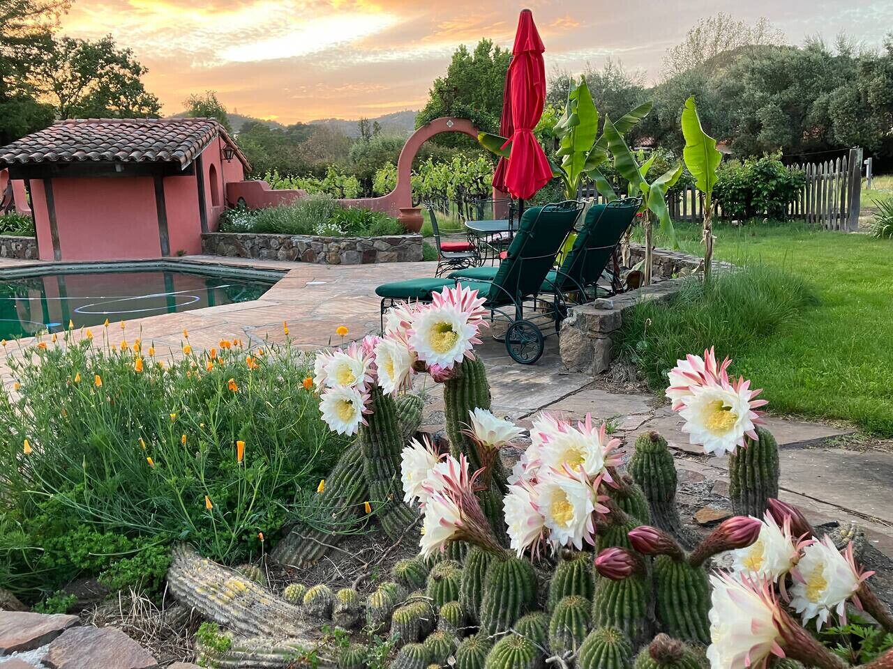 Annual cactus bloom