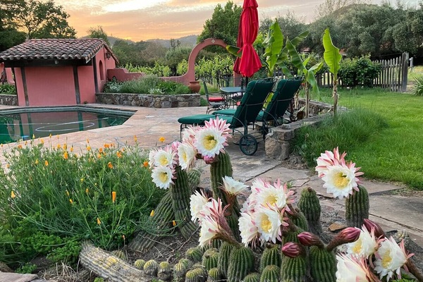 Annual cactus bloom