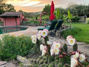 A garden with cacti and flowers, a pool, and outdoor furniture. - Arches - Olive Grove Cottage (Sonoma)