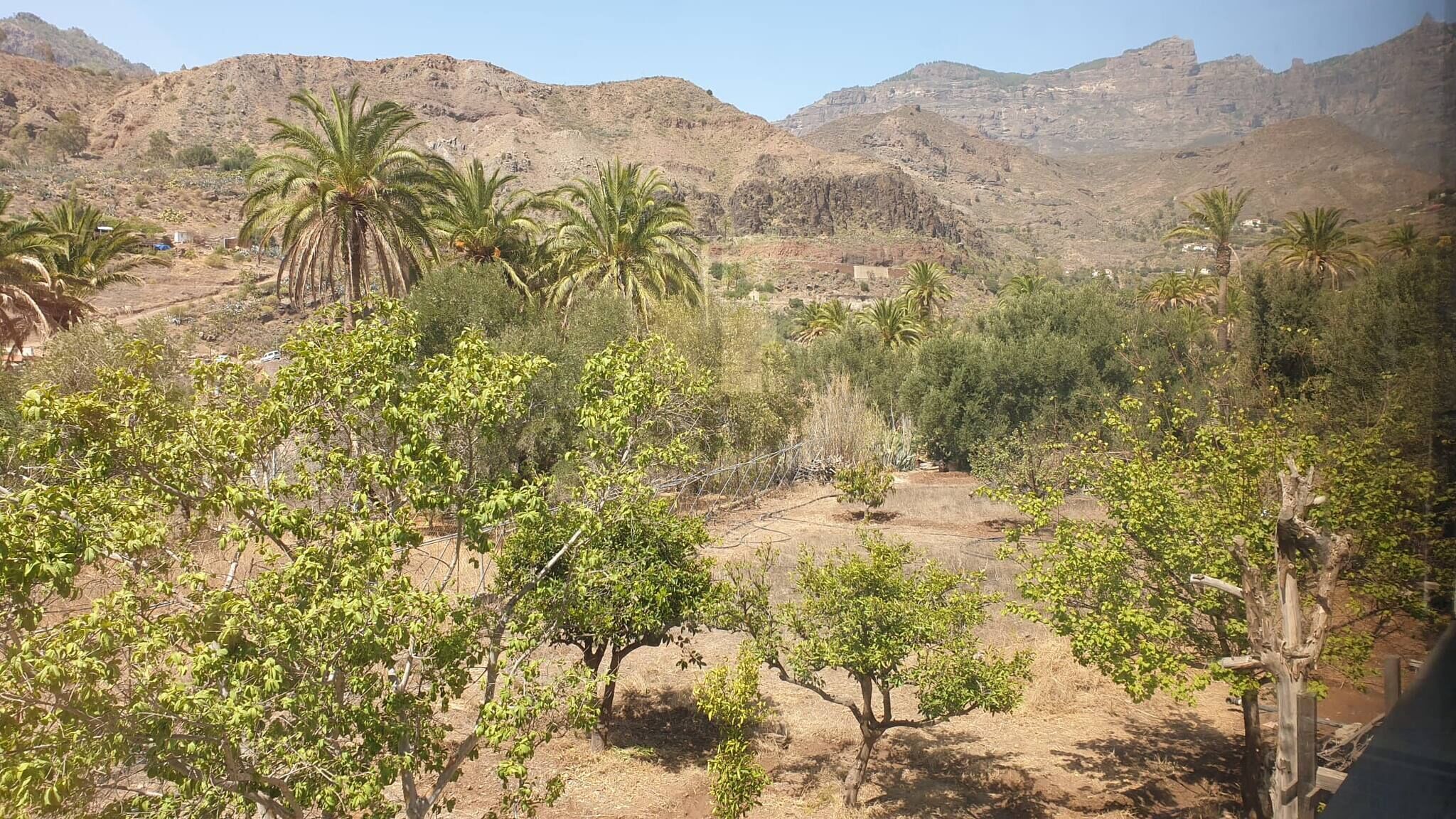 Un paisaje montañoso con palmeras y vegetación escasa.