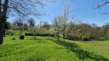 A grassy park with trees and a clear sky.
