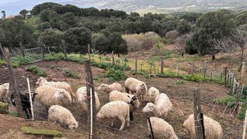 Un área cercada con ovejas pastando, rodeada de árboles y colinas.