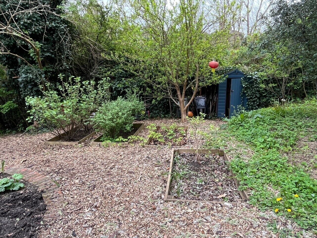 A garden with raised beds, a tree, and a shed.