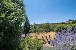 Ein Weinberg mit Rebenreihen, verschiedenen Bäumen und einem strahlend blauen Himmel.